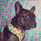 Ins explosion model dog small and medium-sized dog pets, breathable and breathable mesh leash