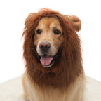 Cross-border hot-selling new pet products golden retriever dog cat funny cute wig lion head cover hat