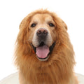 Cross-border hot-selling new pet products golden retriever dog cat funny cute wig lion head cover hat