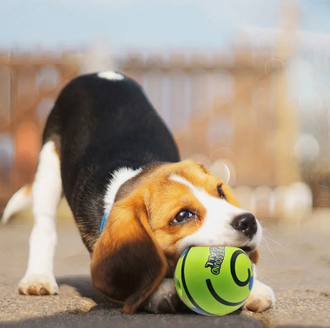 Pet Sound Toy Ball